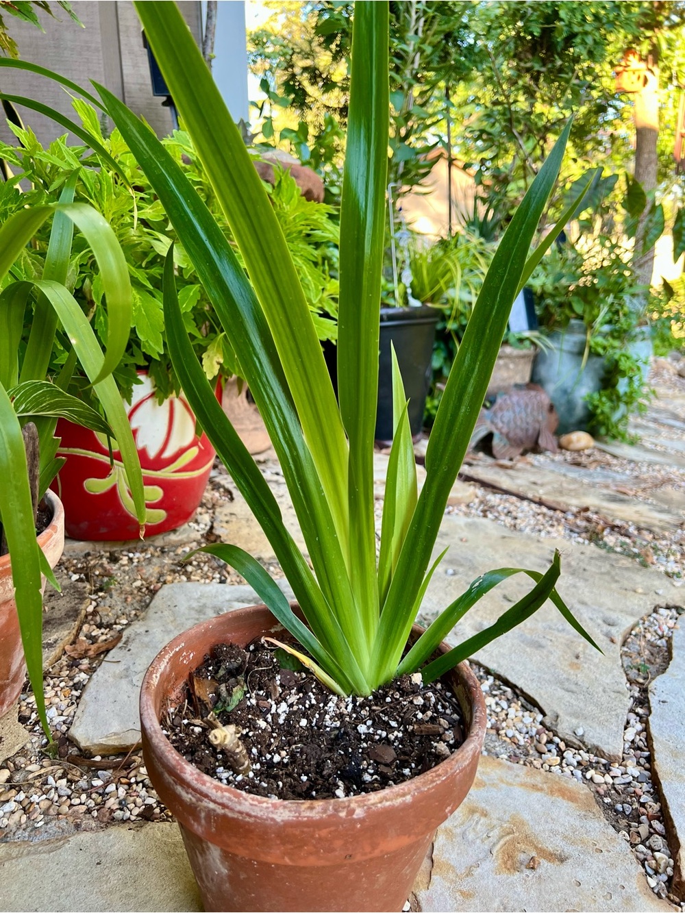Fall planting for Spring flowers WALKING IRIS zones 8-11 or indoors until Spring